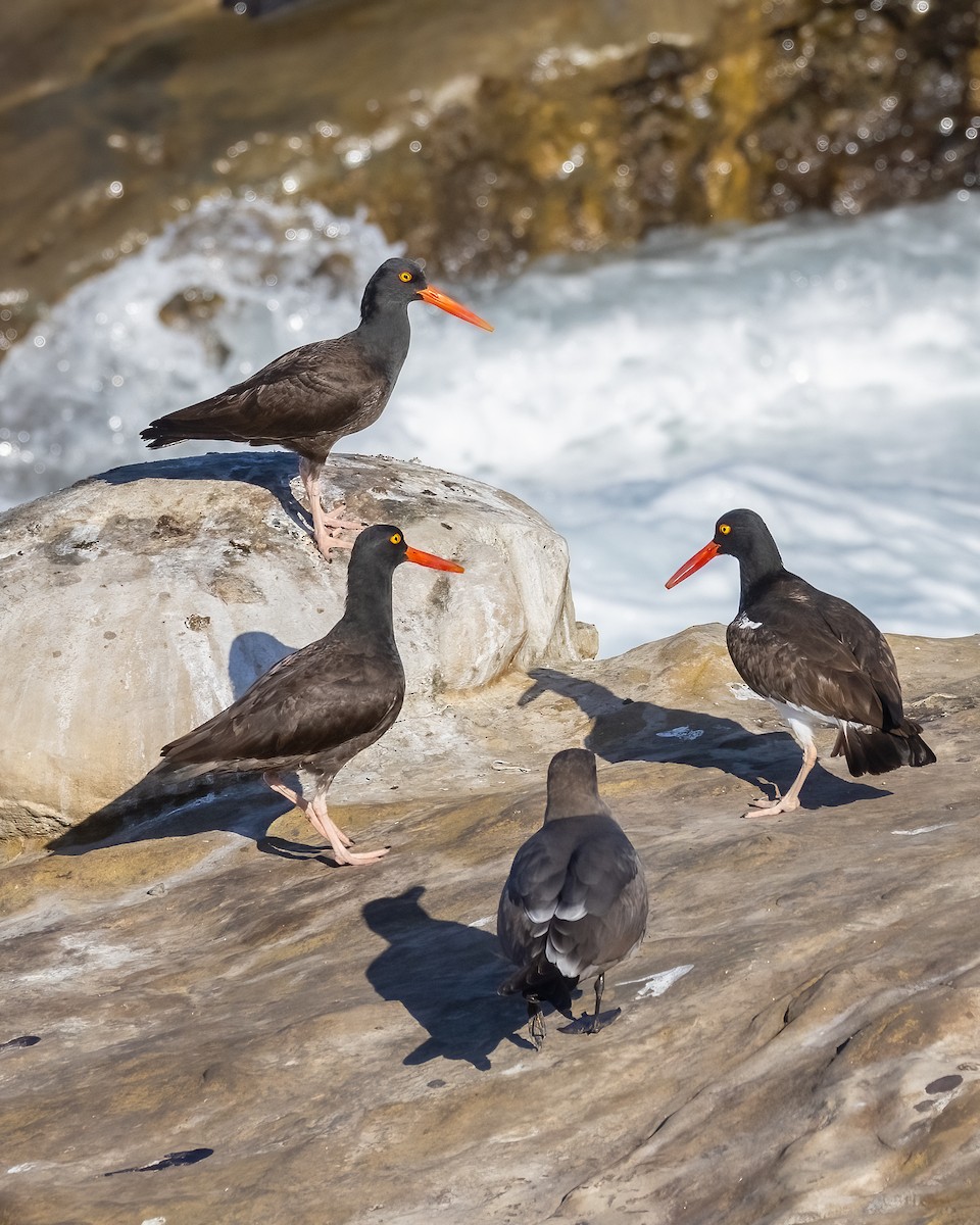 American x Black Oystercatcher (hybrid) - ML629432119