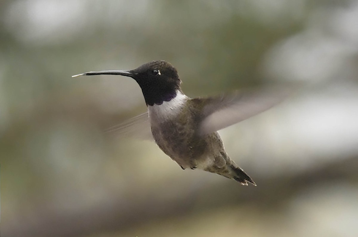 Black-chinned Hummingbird - ML629432208