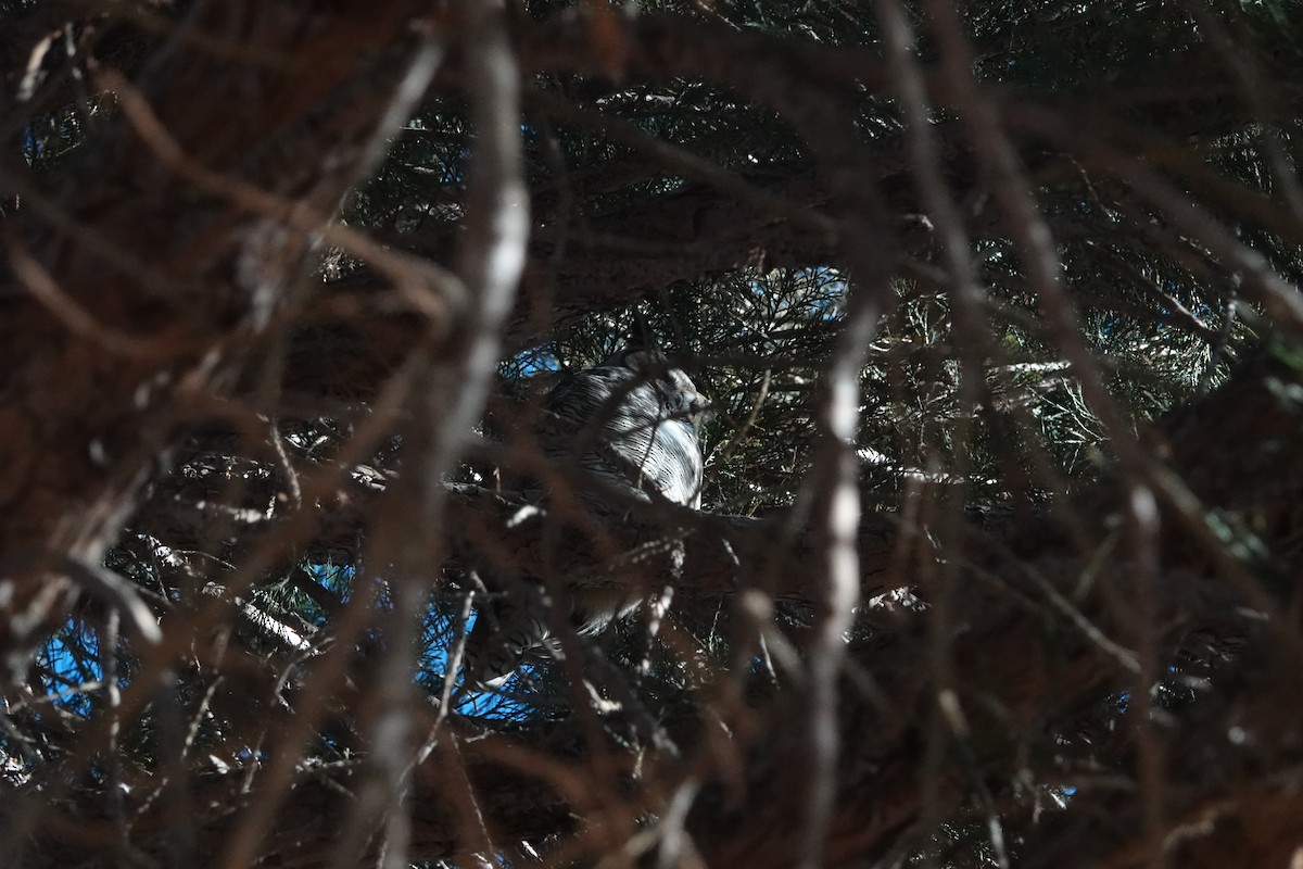 Great Horned Owl - ML629432318