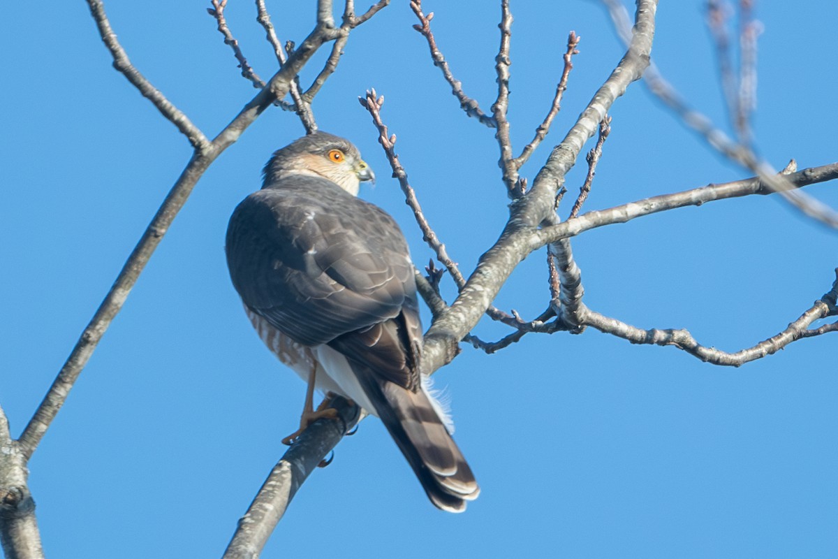 Sharp-shinned Hawk - ML629432645