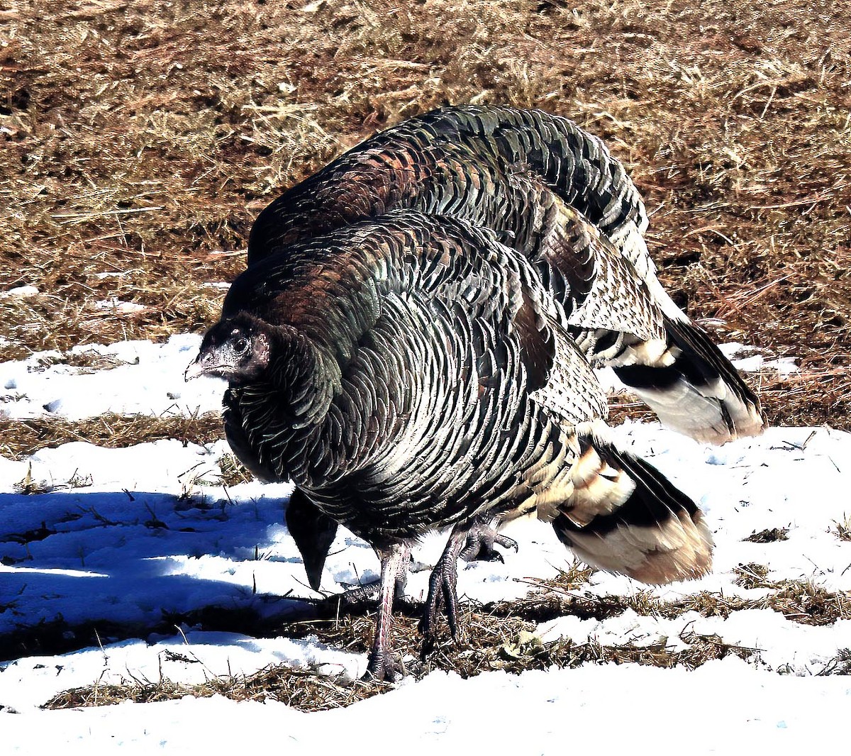 Wild Turkey - ML629432684