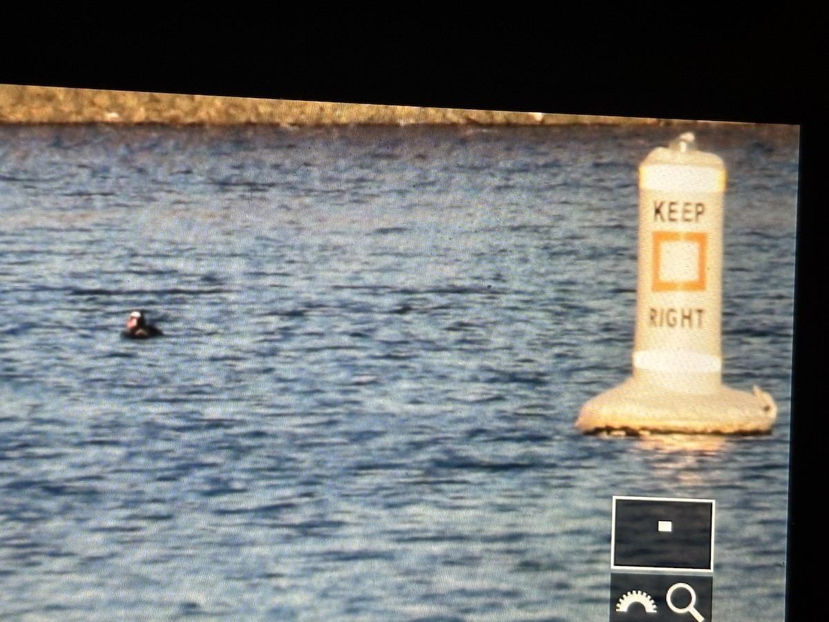 Surf Scoter - ML629432782