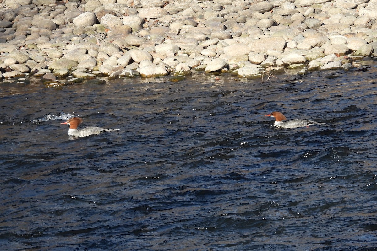 Хумхин бохио - ML629432837