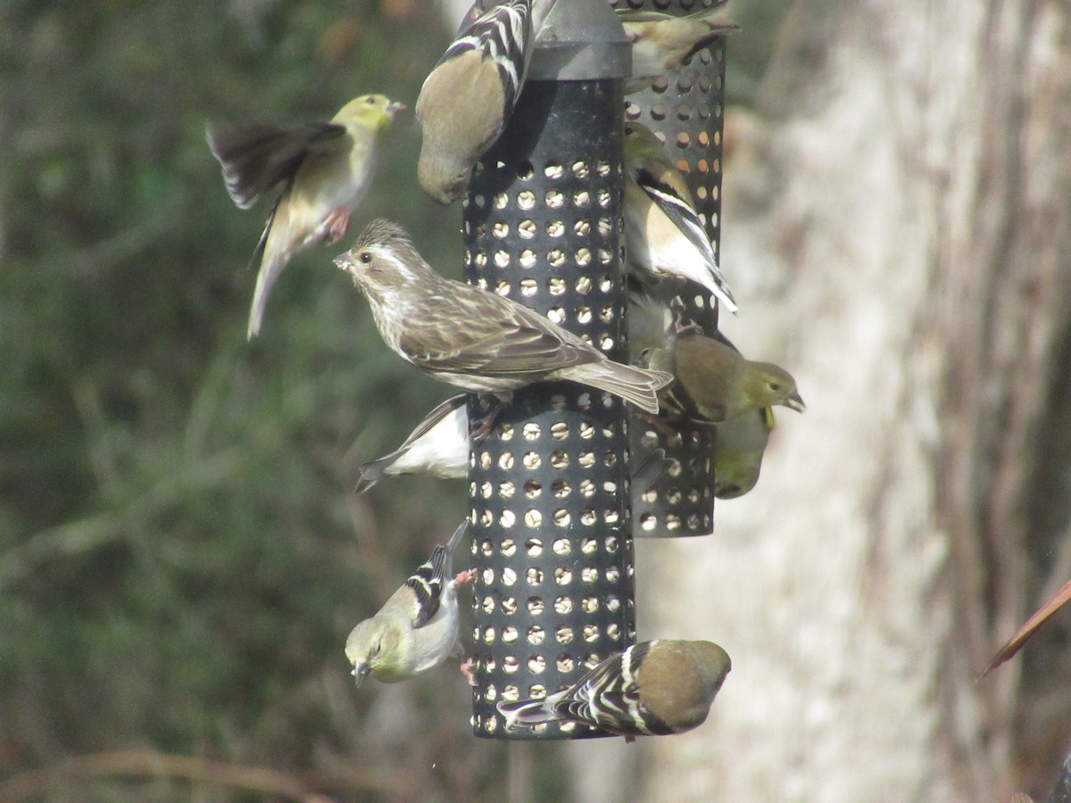 Purple Finch - ML629432852