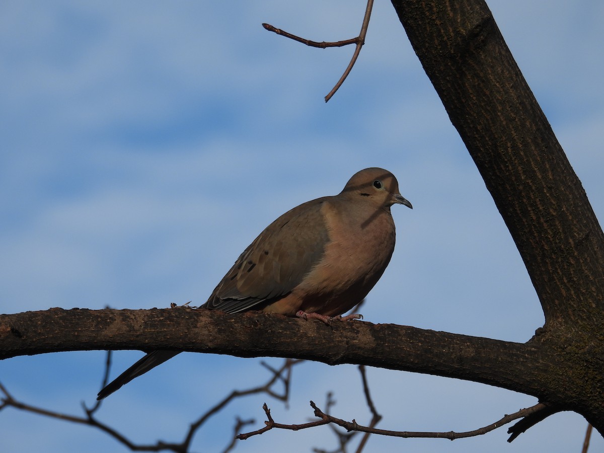 Mourning Dove - ML629432854