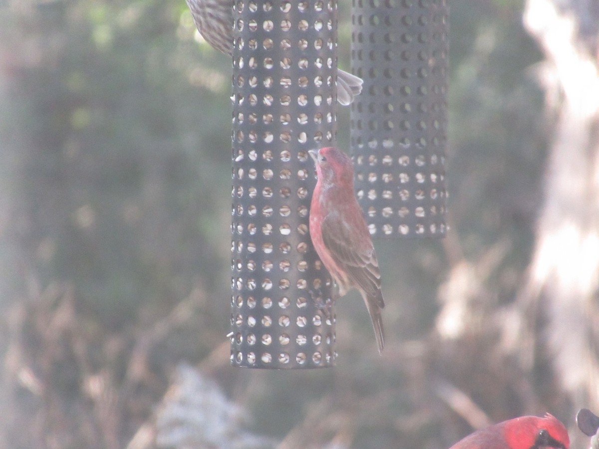 Purple Finch - ML629432856
