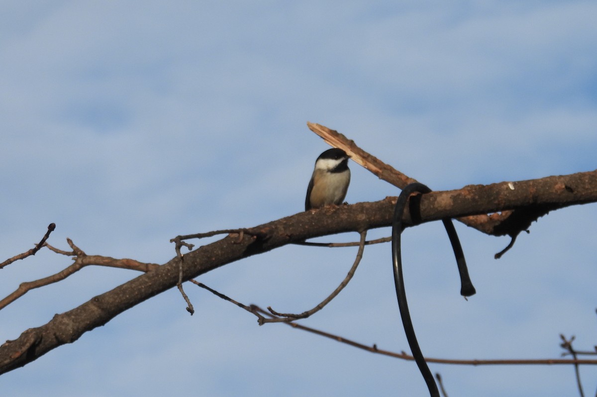 Black-capped Chickadee - ML629432858