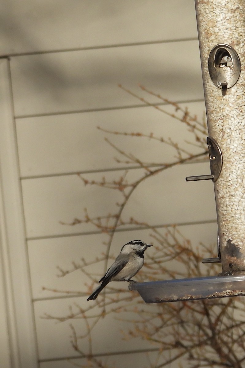 Mountain Chickadee - ML629432862
