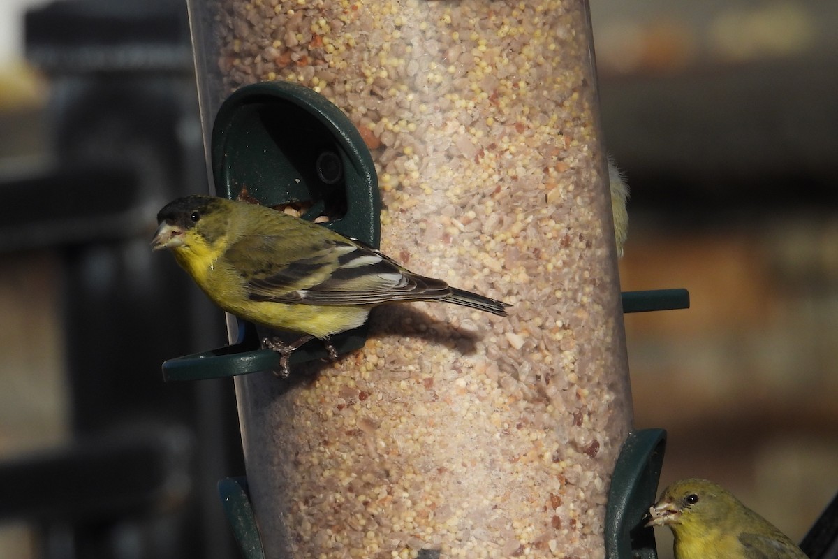 Lesser Goldfinch - ML629432871