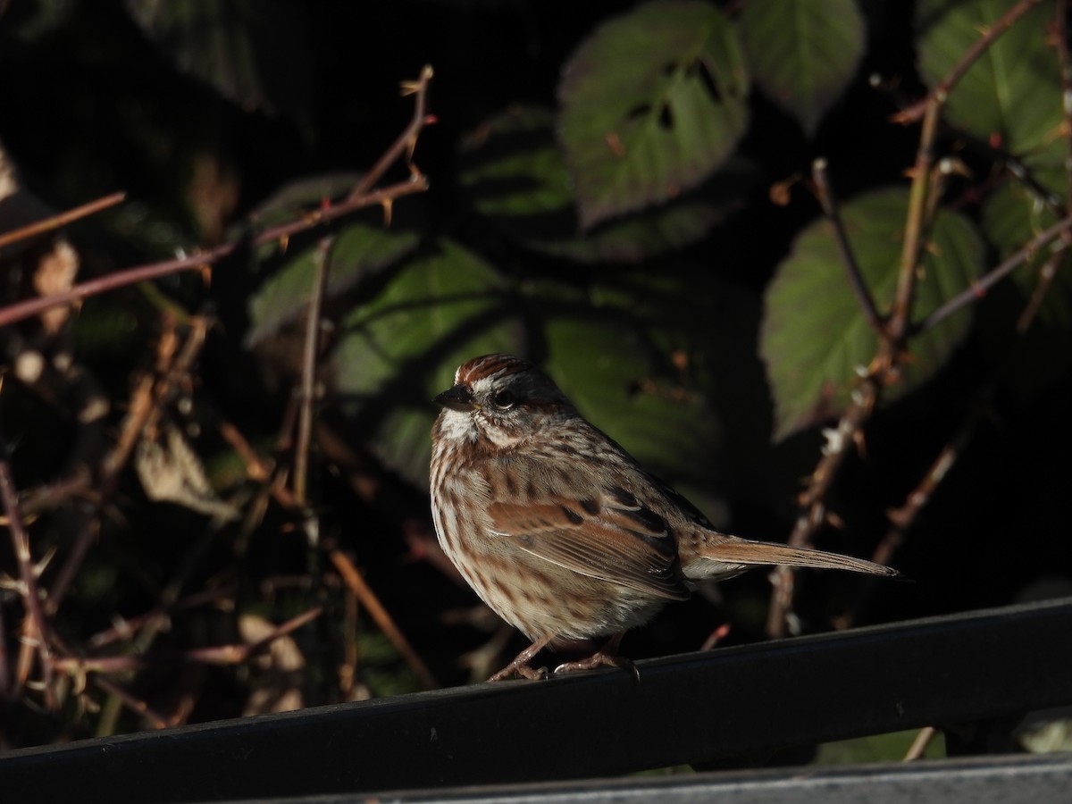 Song Sparrow - ML629432880