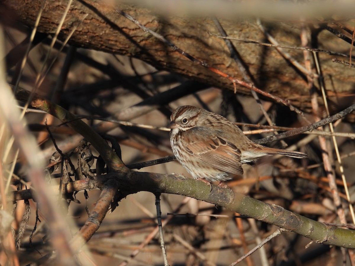 Song Sparrow - ML629432881