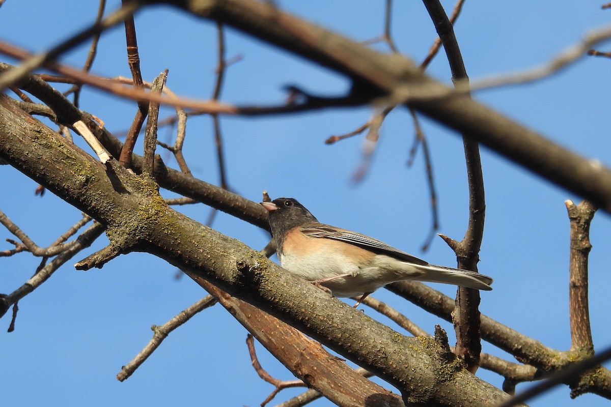Dark-eyed Junco - ML629432898