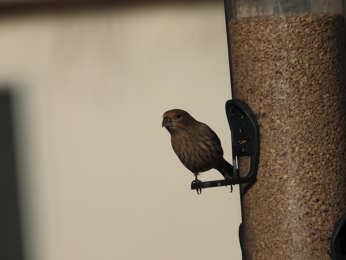 House Finch - ML629432909