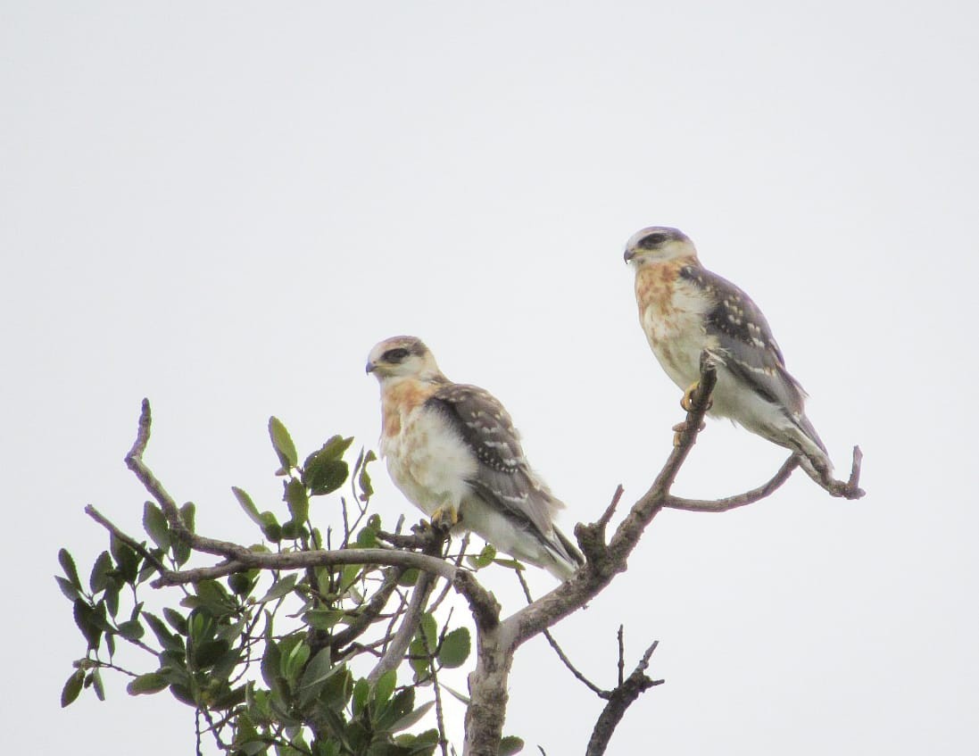 White-tailed Kite - ML629432914