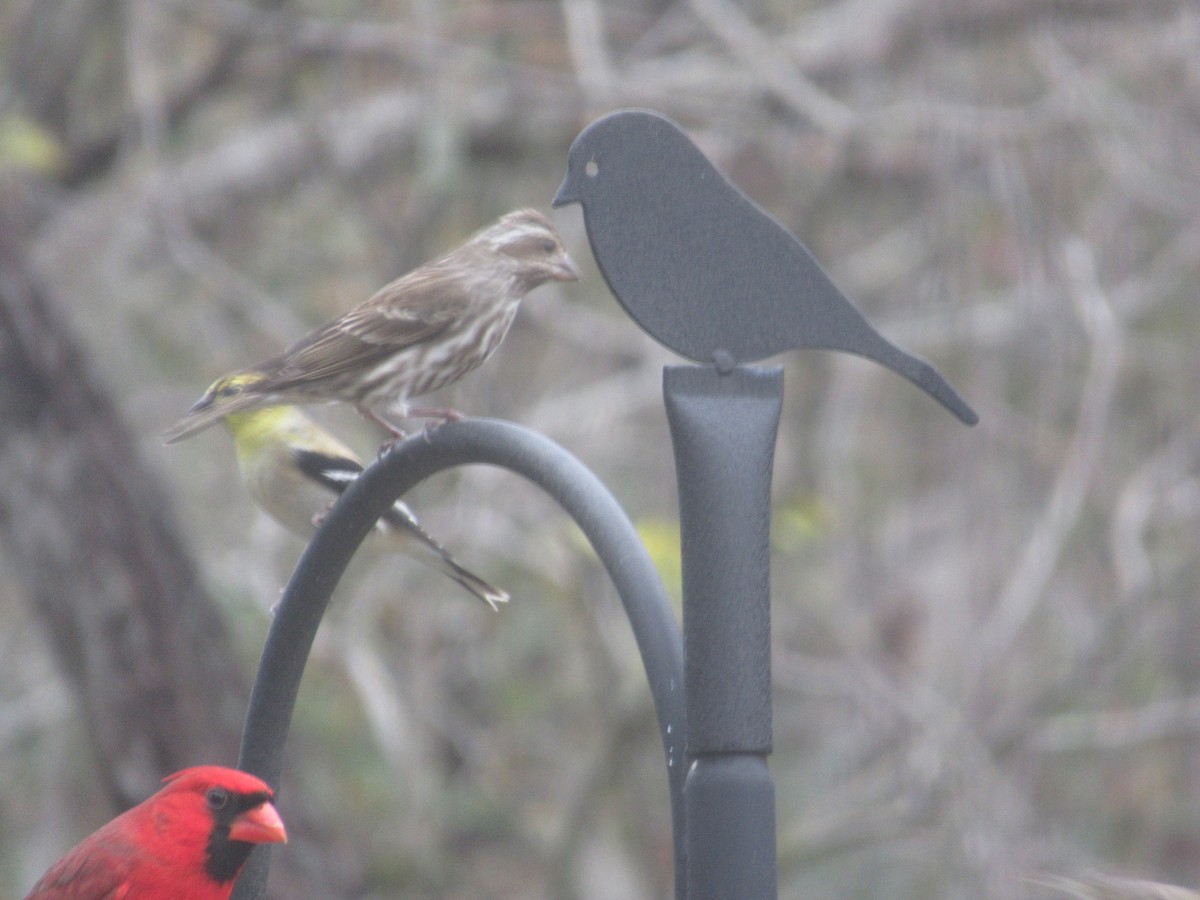 Purple Finch - ML629432990