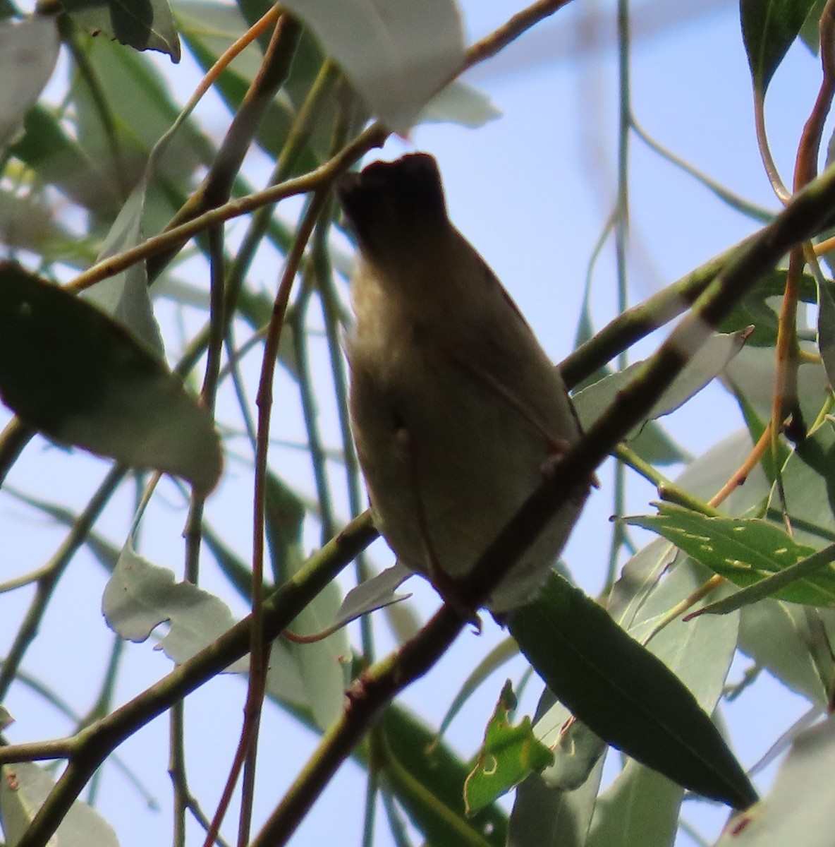 ホウセキドリ（punctatus） - ML629432997