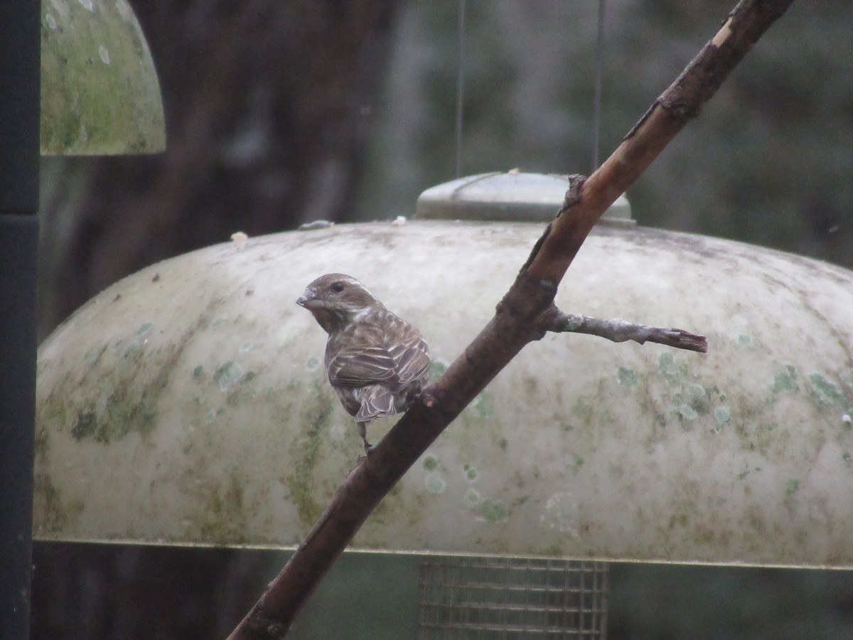 Purple Finch - ML629433012
