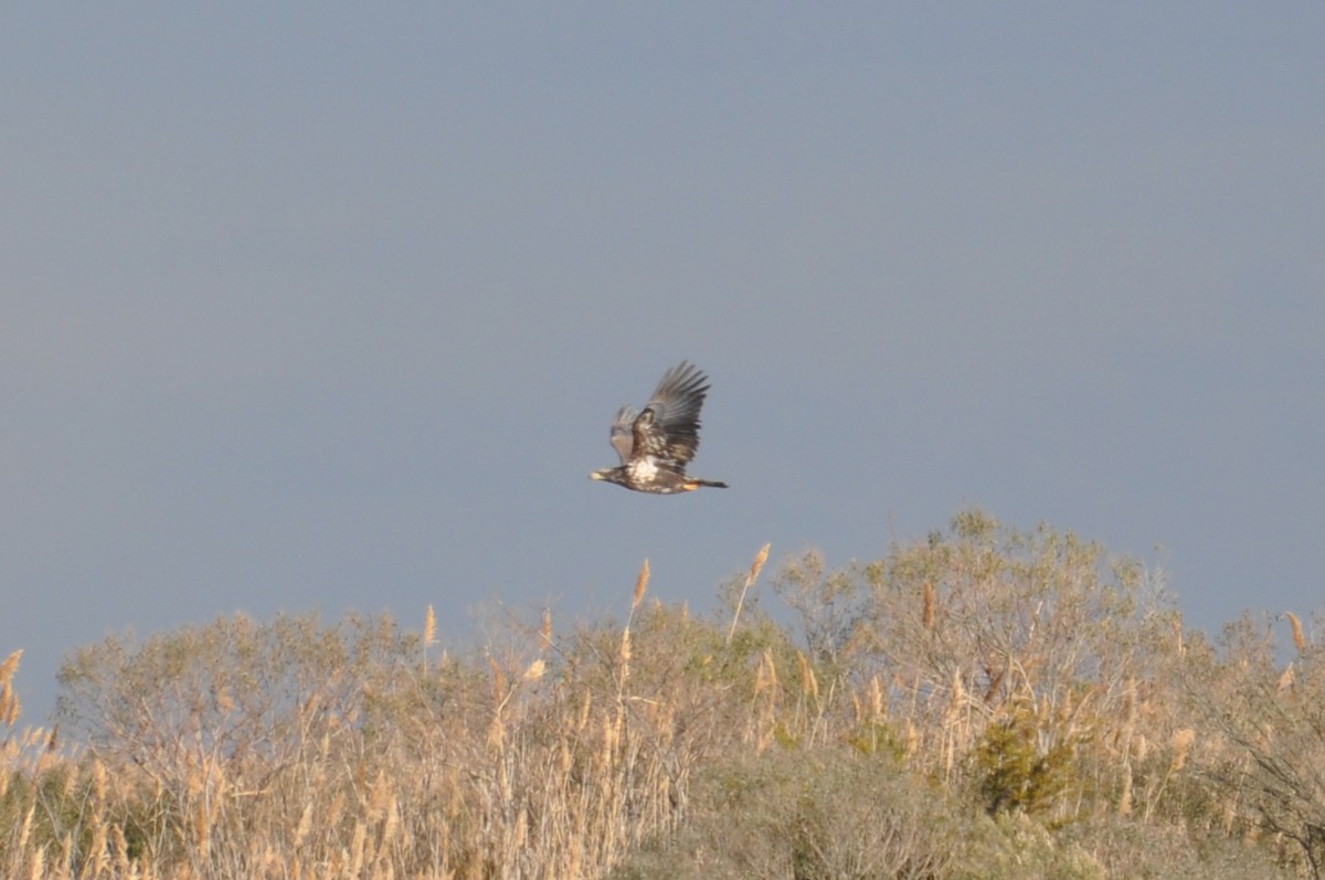 Bald Eagle - ML629433149