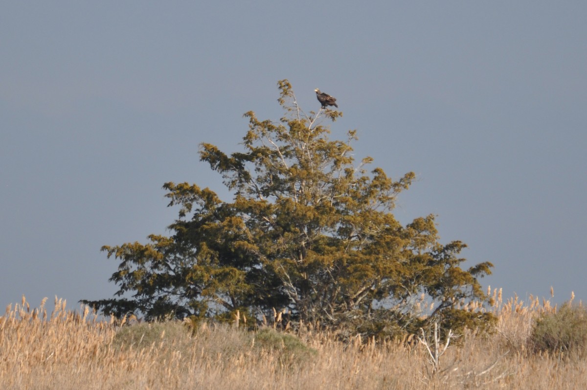 Bald Eagle - ML629433150