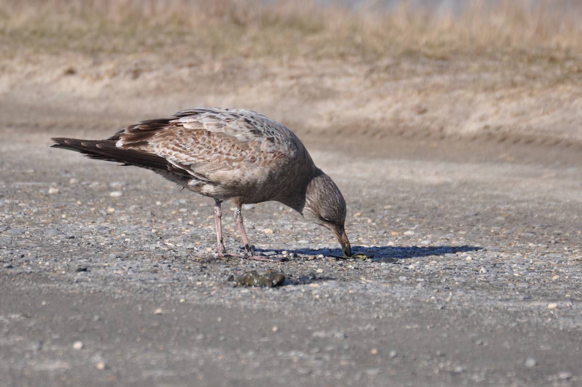American Herring Gull - ML629433213