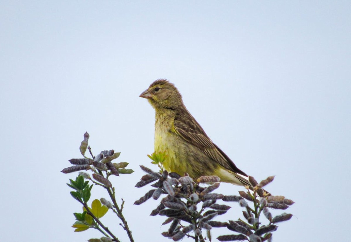 Grassland Yellow-Finch - ML629433276