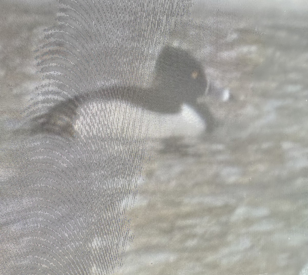 Ring-necked Duck - ML629433309