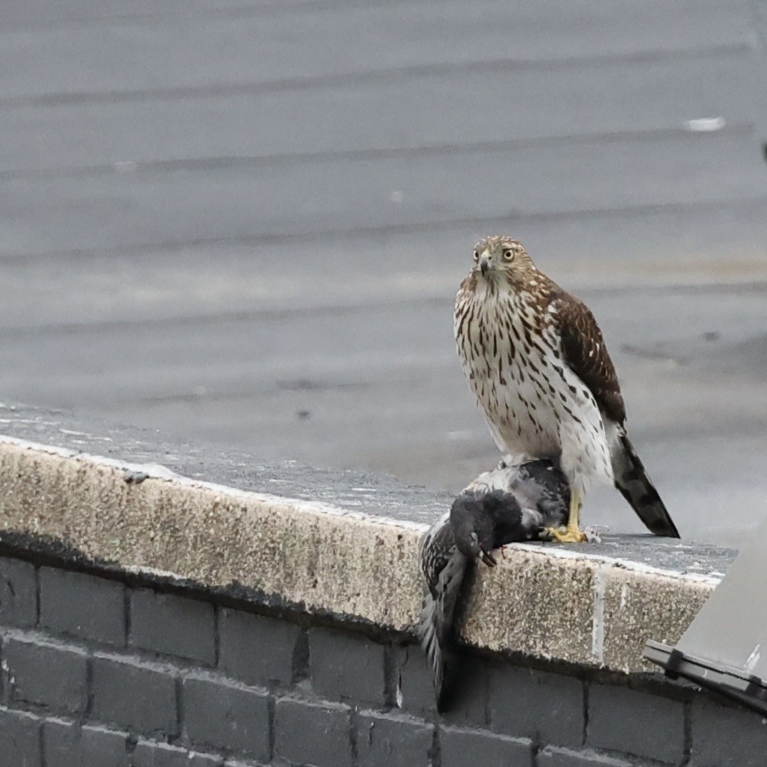 Cooper's Hawk - ML629433386