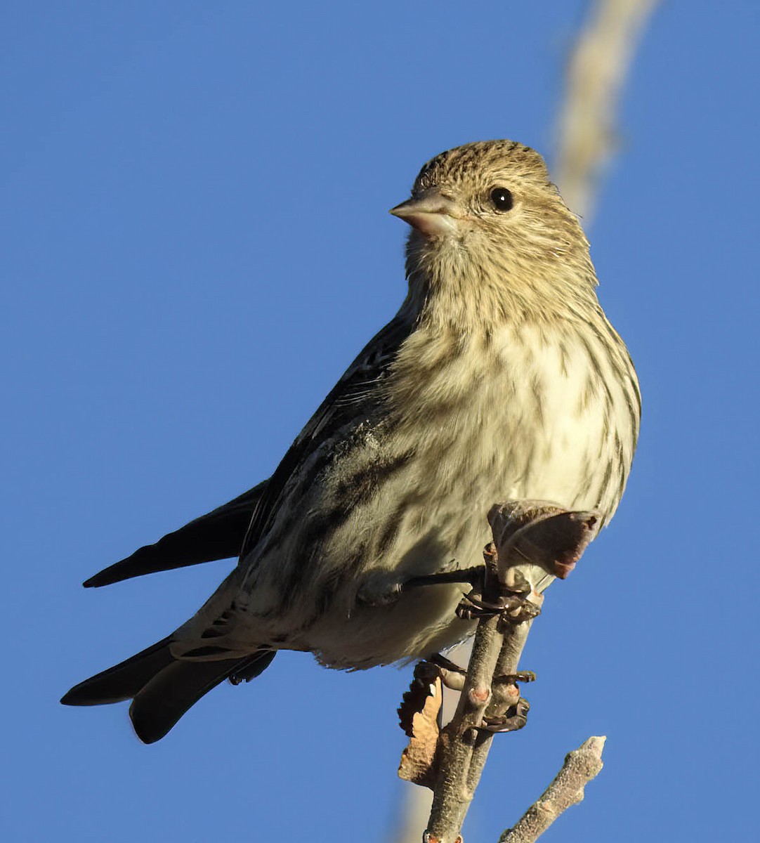 Pine Siskin - ML629433424