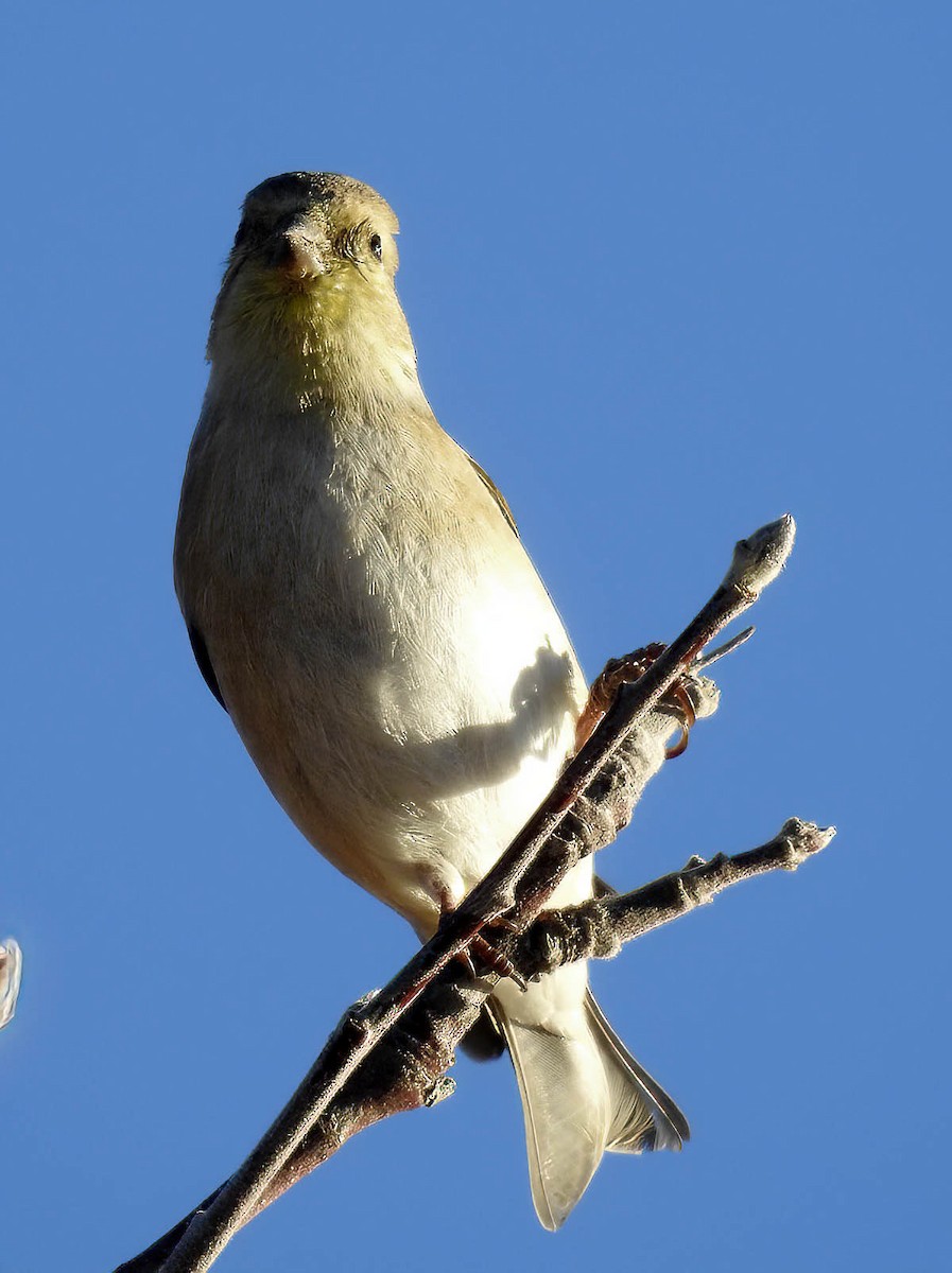 American Goldfinch - ML629433427