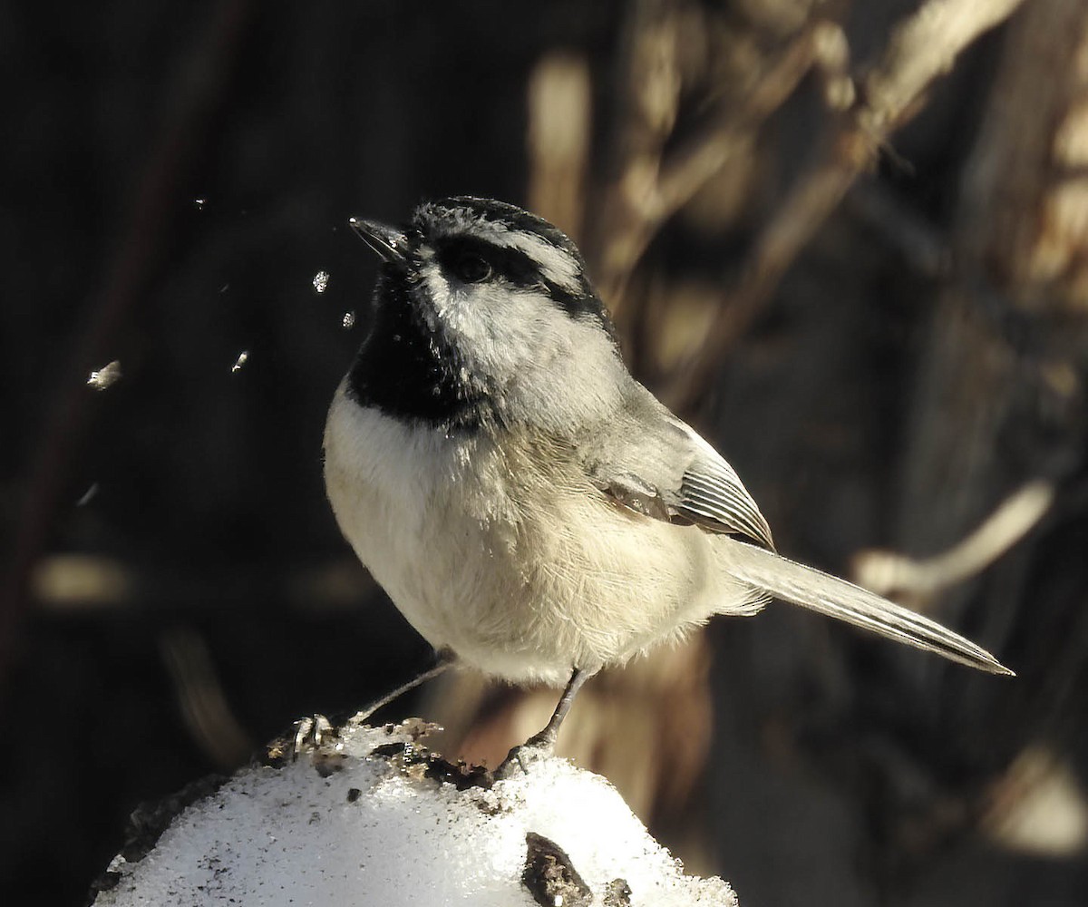 Mountain Chickadee - ML629433455