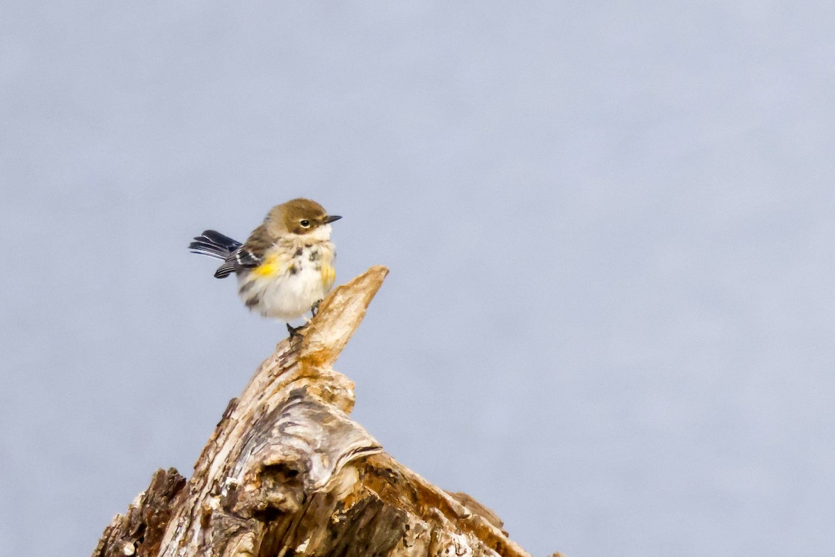 Yellow-rumped Warbler - ML629433461