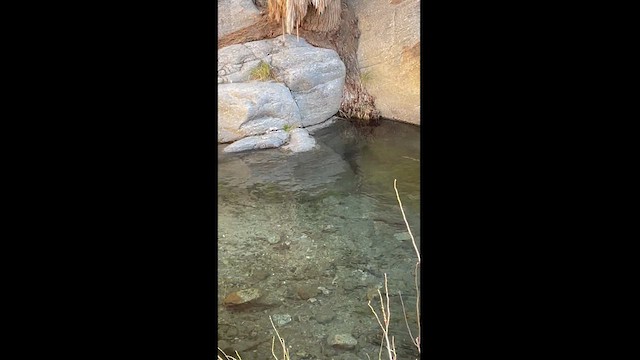 メキシコカワガラス - ML629433588