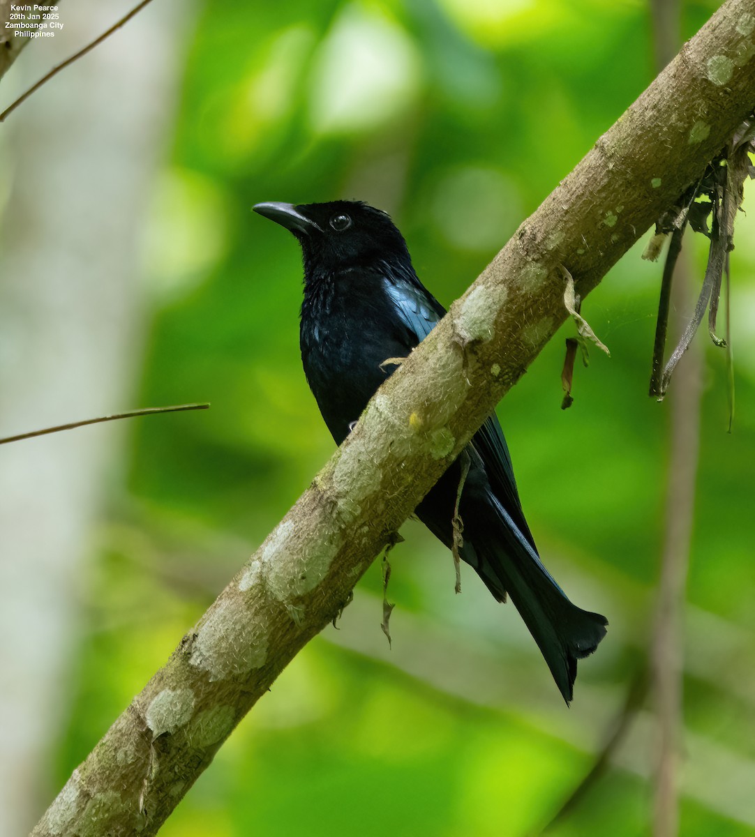 Short-tailed Drongo - ML629433637