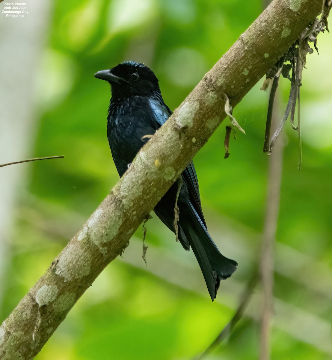 Short-tailed Drongo - ML629433638