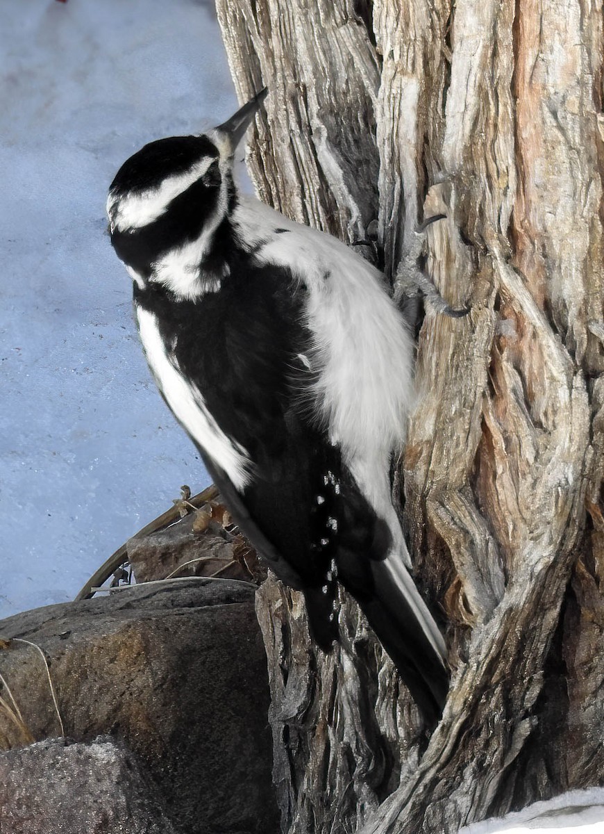 Hairy Woodpecker - ML629433681