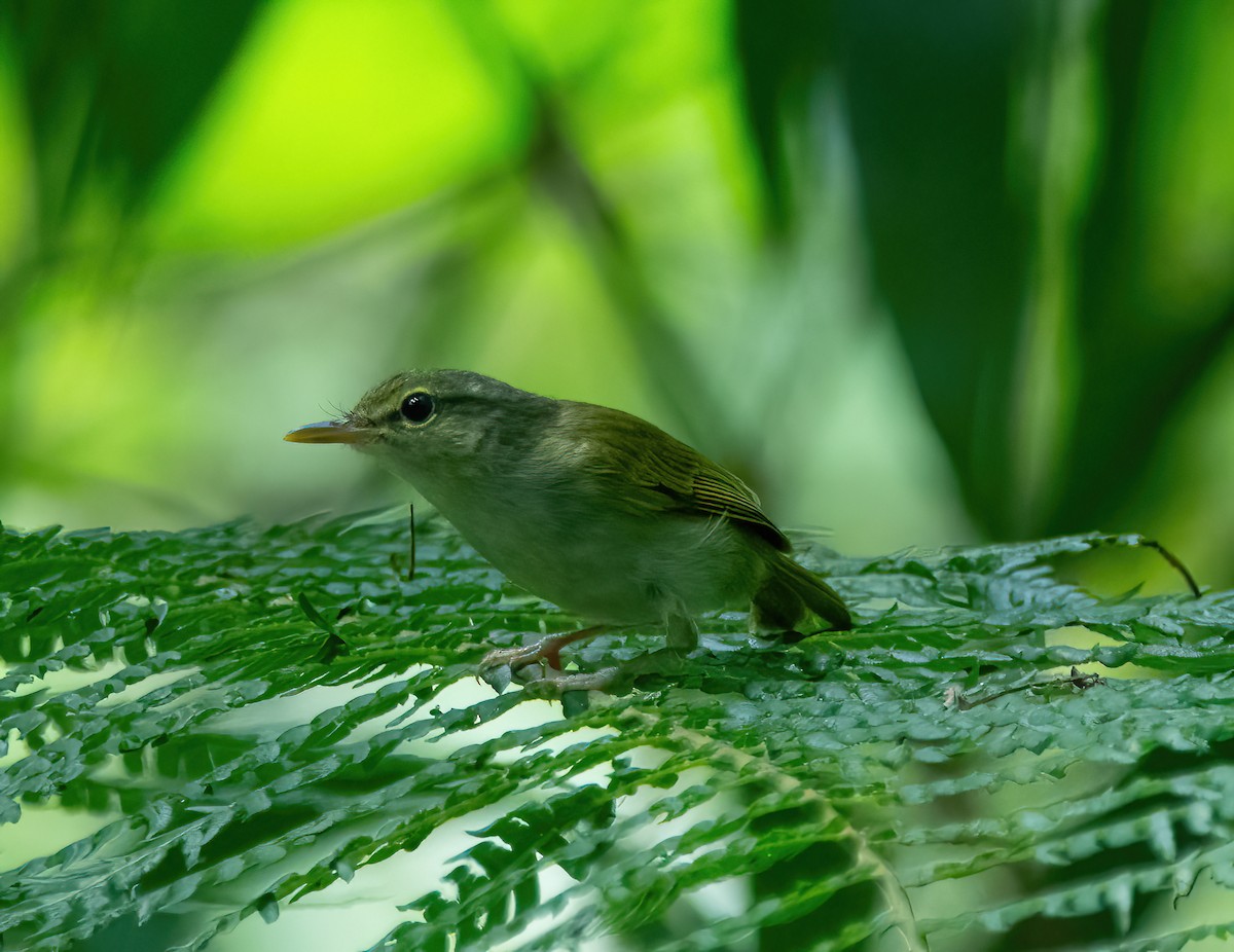 Philippine Leaf Warbler - ML629433778