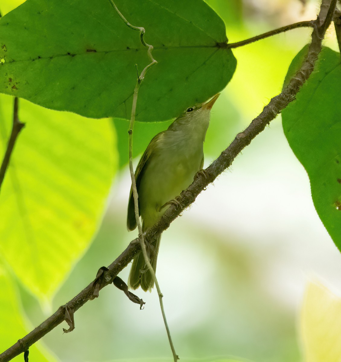 Philippine Leaf Warbler - ML629433781