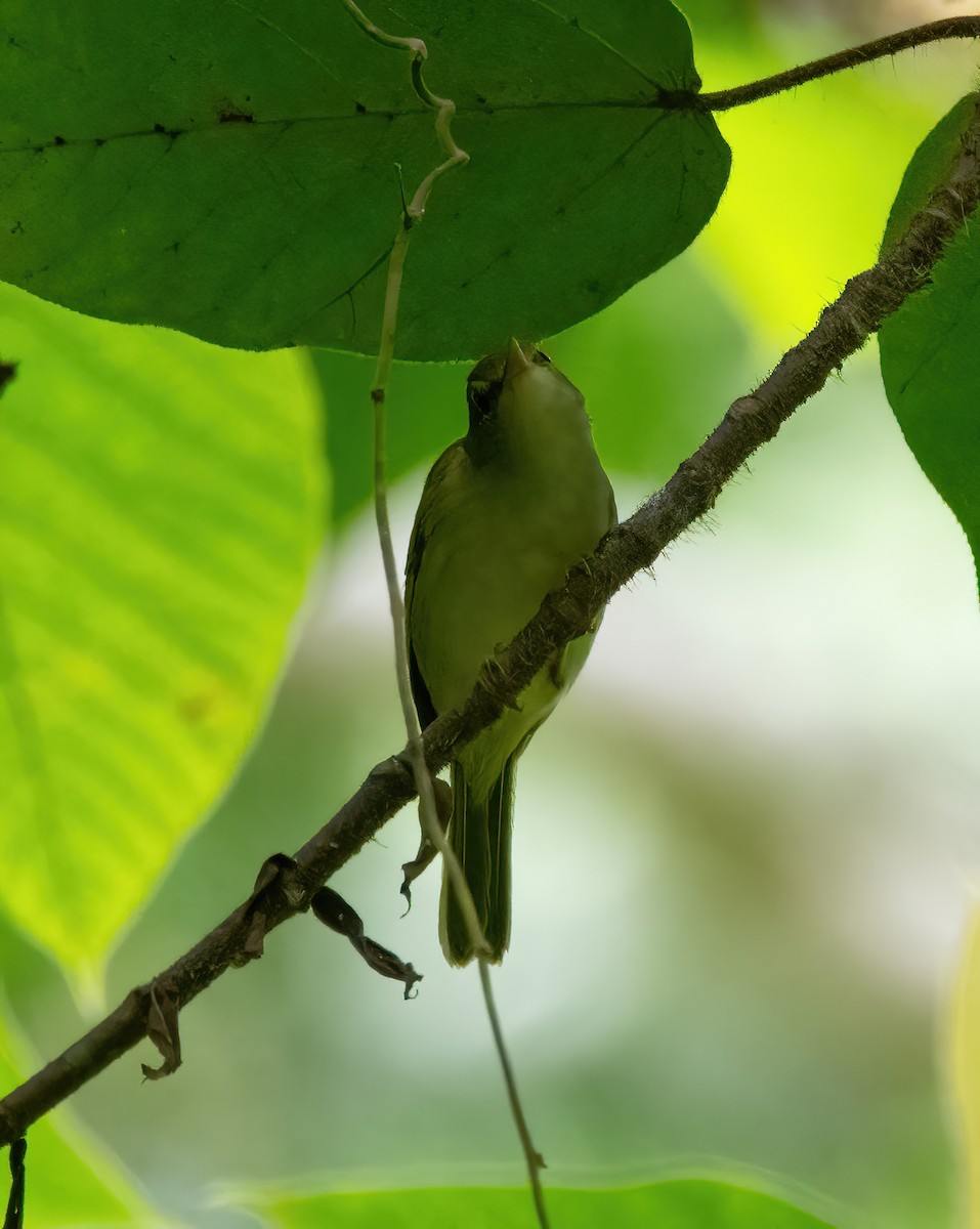 Philippine Leaf Warbler - ML629433782