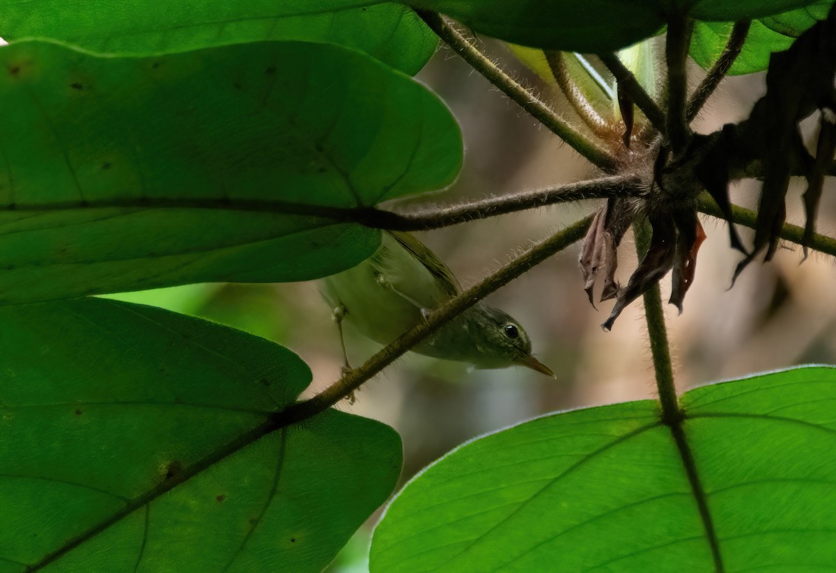 Philippine Leaf Warbler - ML629433788