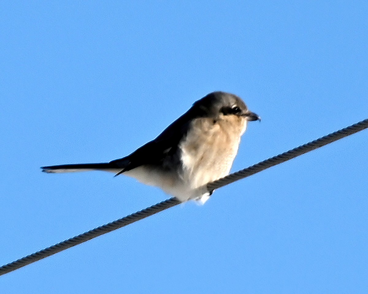 Northern Shrike - ML629433838