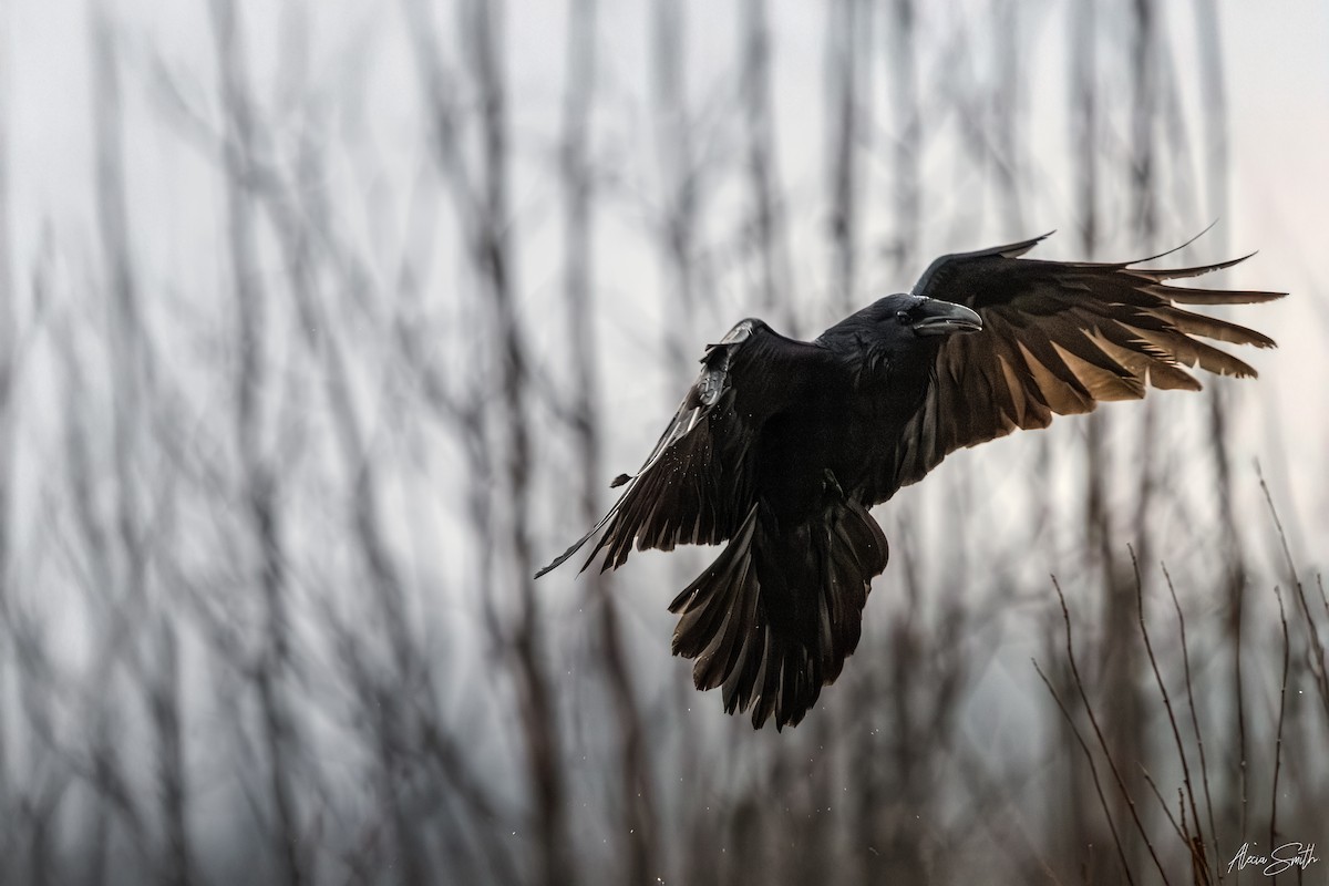 Common Raven - ML629433963