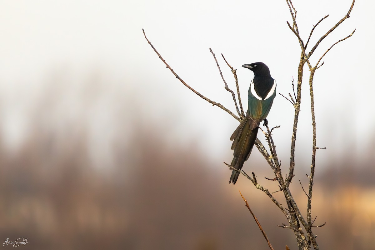 Black-billed Magpie - ML629433979