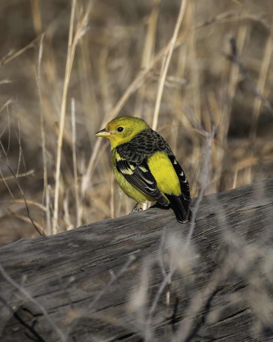 Western Tanager - ML629434021