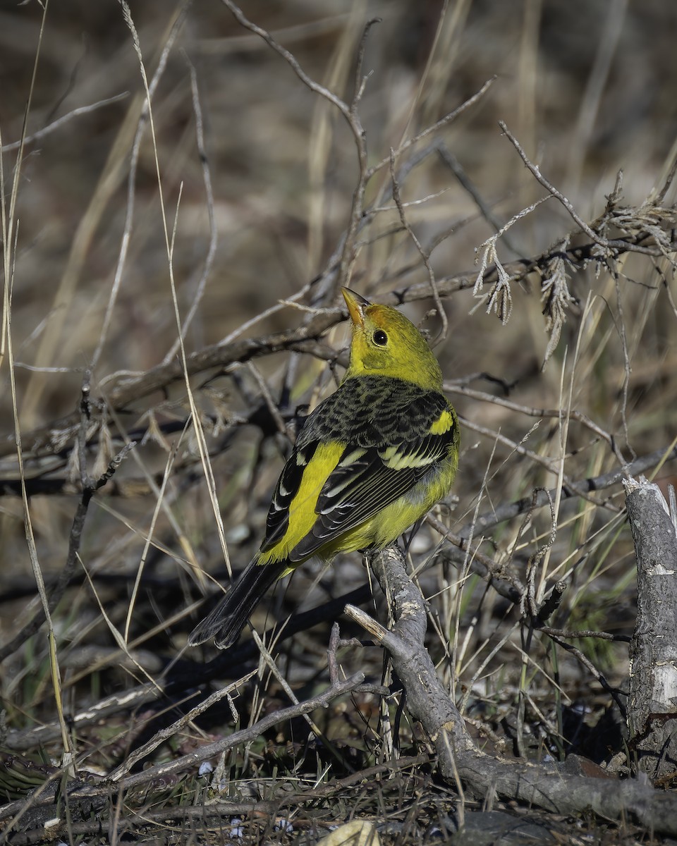 Western Tanager - ML629434024