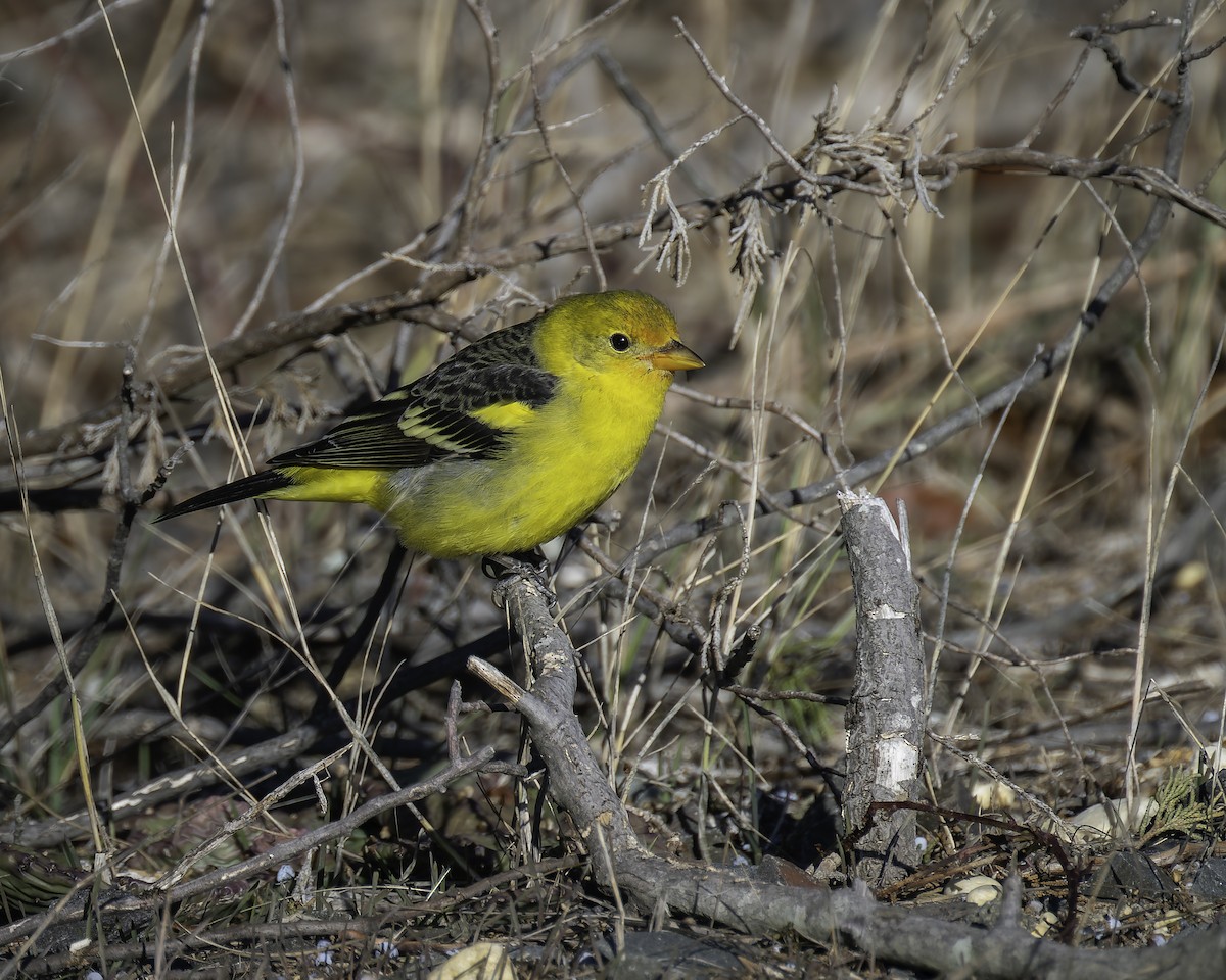 Western Tanager - ML629434025