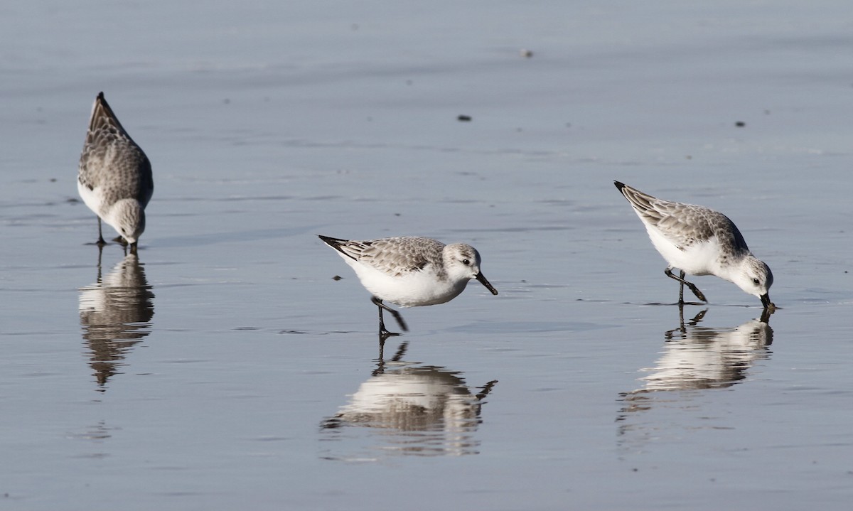 Sanderling - ML629434063