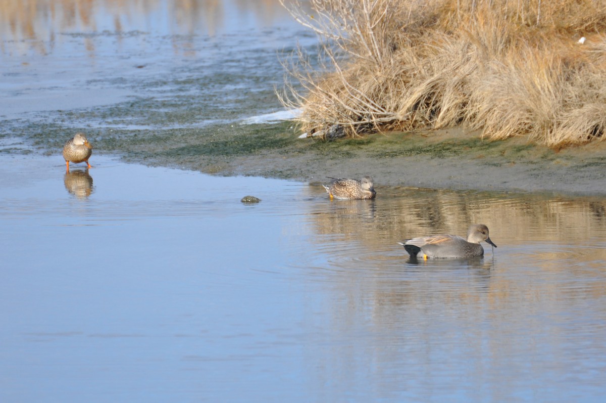 Gadwall - ML629434224