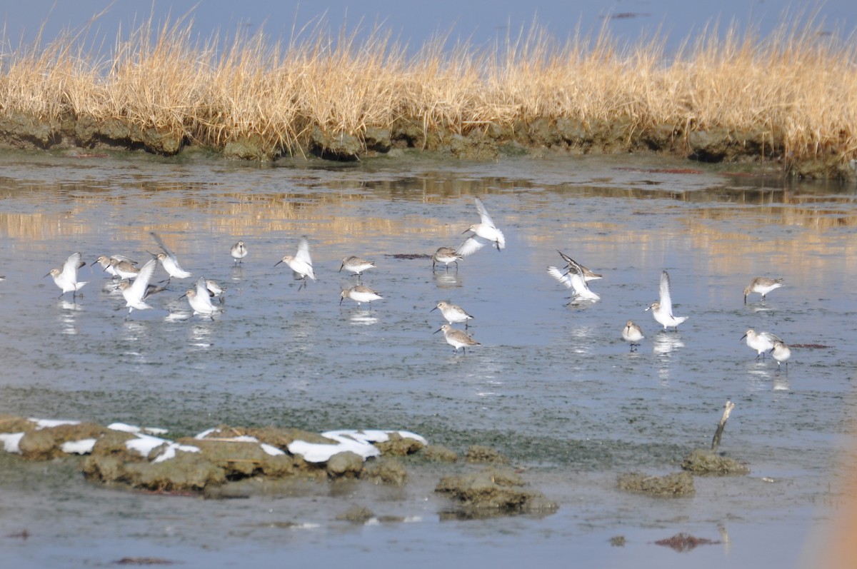 Dunlin - ML629434372