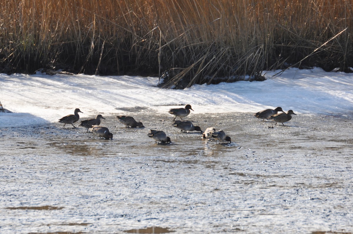 Green-winged Teal - ML629434434