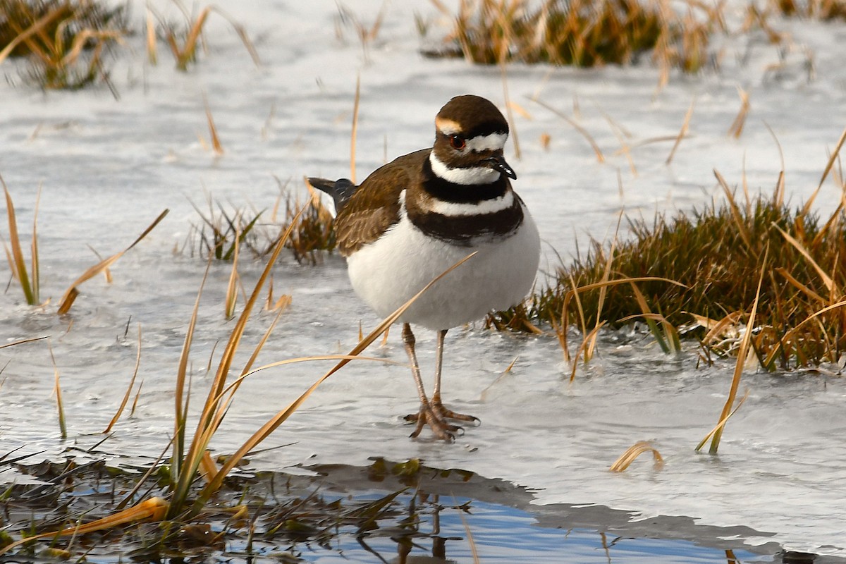 Killdeer - ML629434449